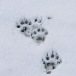 Świeże tropy zwierzęcych łap na śniegu zimą w lesie